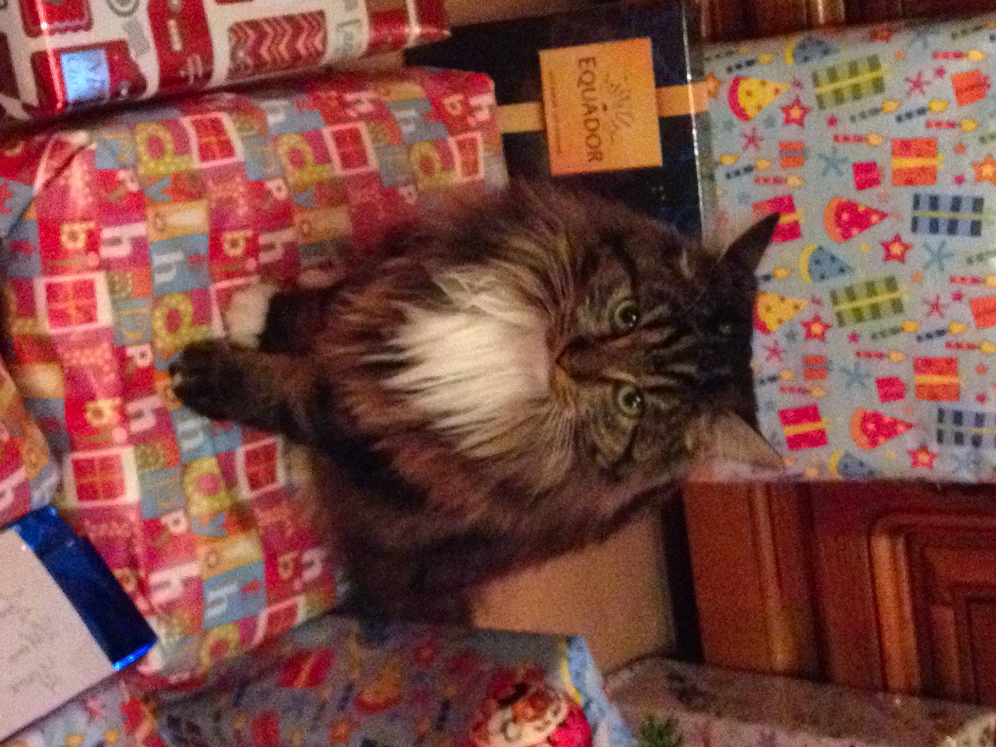 Filou a rejoint le concours — aidez-le/la à gagner de superbes lots ! box, cardboard, carnivore, cat, comfort, domestic_short_haired_cat, fawn, felidae, fur, mammal, packaging_and_labeling, paw, shipping_box, small_to_medium_sized_cats, snout, tail, textile, vertebrate, whiskers, wood