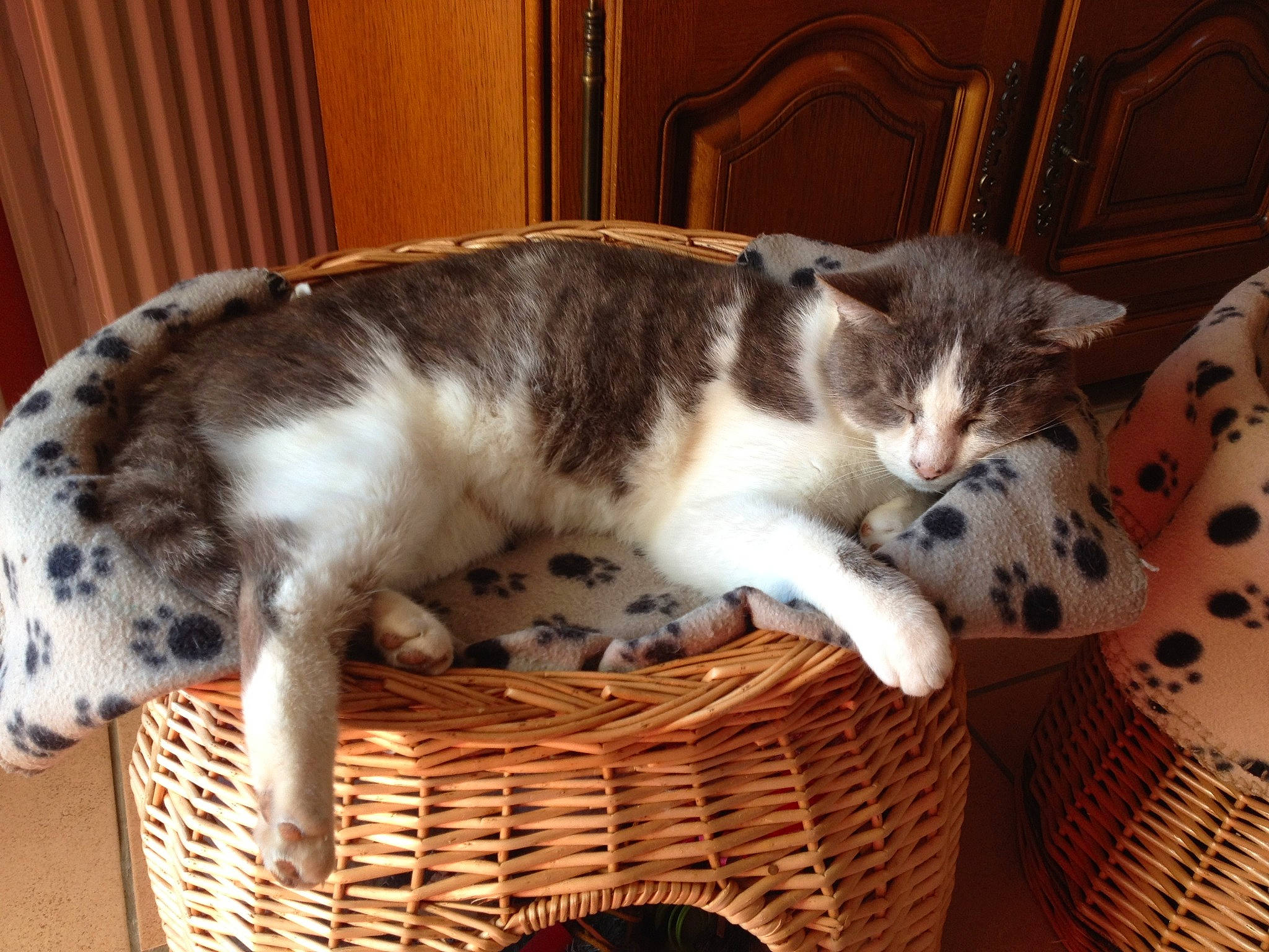 Sacha a rejoint le concours — aidez-le/la à gagner de superbes lots ! basket, carnivore, cat, cat_bed, cat_furniture, cat_supply, comfort, domestic_short_haired_cat, felidae, fur, home_accessories, paw, pet_supply, picnic_basket, small_to_medium_sized_cats, storage_basket, tail, terrestrial_animal, whiskers, wicker