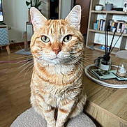 Ringo a rejoint le concours — aidez-le/la à gagner de superbes lots ! cat, ginger_cat, tabby, orange_fur, pet, animal, sitting, portrait, whiskers, green_eyes, ears, striped_fur, indoor, living_room, houseplant, bookshelf, books, wooden_floor, rug, diffuser
