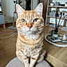 cat, ginger_cat, tabby, orange_fur, pet, animal, sitting, portrait, whiskers, green_eyes, ears, striped_fur, indoor, living_room, houseplant, bookshelf, books, wooden_floor, rug, diffuser