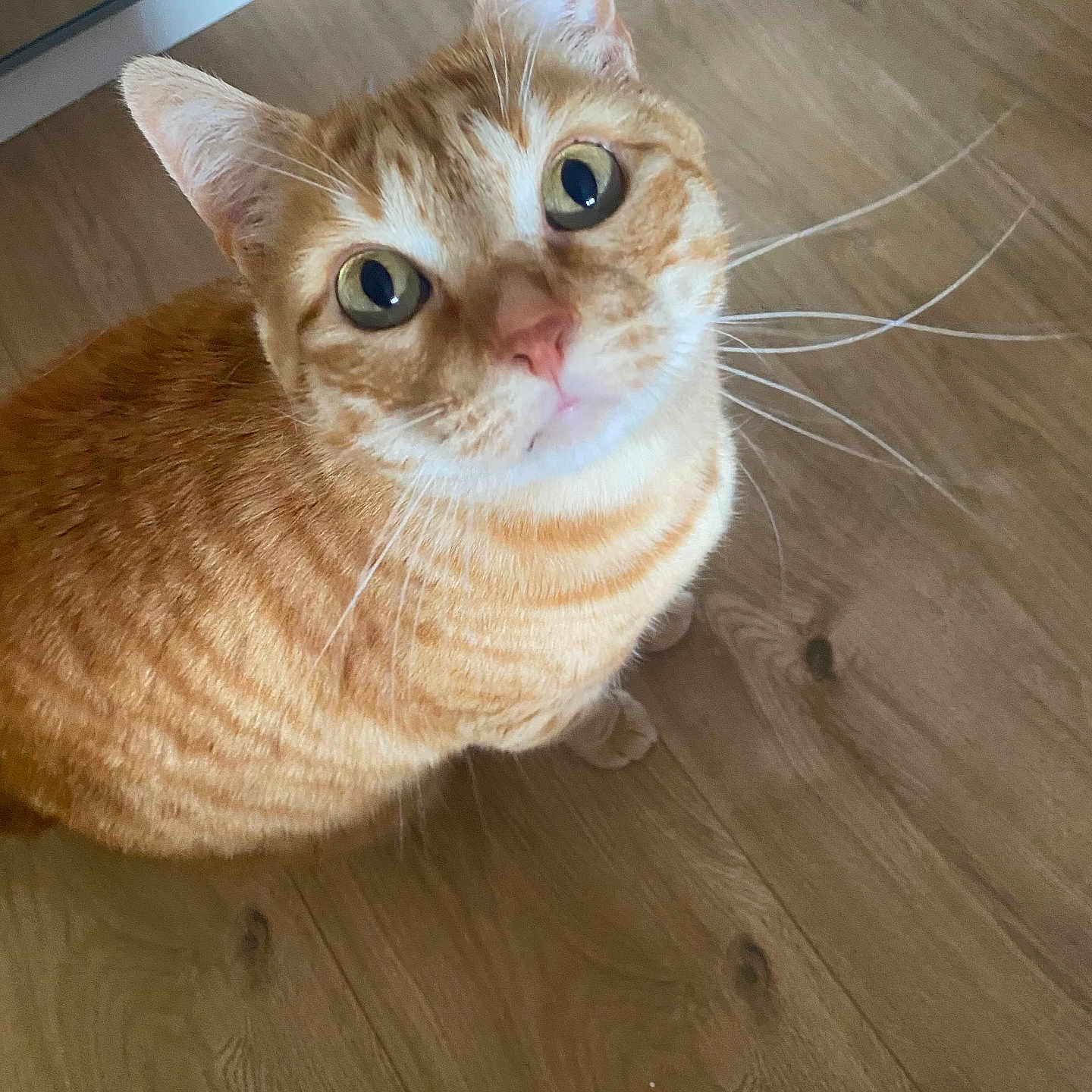 Ringo a rejoint le concours — aidez-le/la à gagner de superbes lots ! cat, orange_tabby, kitten, pet, animal, feline, whiskers, large_eyes, green_eyes, pink_nose, striped_fur, ginger_fur, sitting, curious, portrait, close_up, indoors, hardwood_floor, wooden_floor, alert
