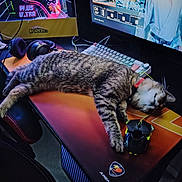 Poupouille a rejoint le concours — aidez-le/la à gagner de superbes lots ! cat, tabby_cat, sleeping, gaming_desk, keyboard, computer_mouse, headphones, monitor, rgb_lighting, gaming_setup, desk, chair, computer_tower, cable, mousepad, indoor, pet, relaxed, technology, electronics