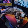 cat, tabby_cat, sleeping, gaming_desk, keyboard, computer_mouse, headphones, monitor, rgb_lighting, gaming_setup, desk, chair, computer_tower, cable, mousepad, indoor, pet, relaxed, technology, electronics