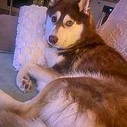 Univers participe au concours pour gagner de l'argent avec cette photo : husky, dog, pet, couch, pillow, indoor, fur, animal, looking_back, relaxed, home, cozy, mammal, ears, paw, furniture, living_room, brown, white, companion