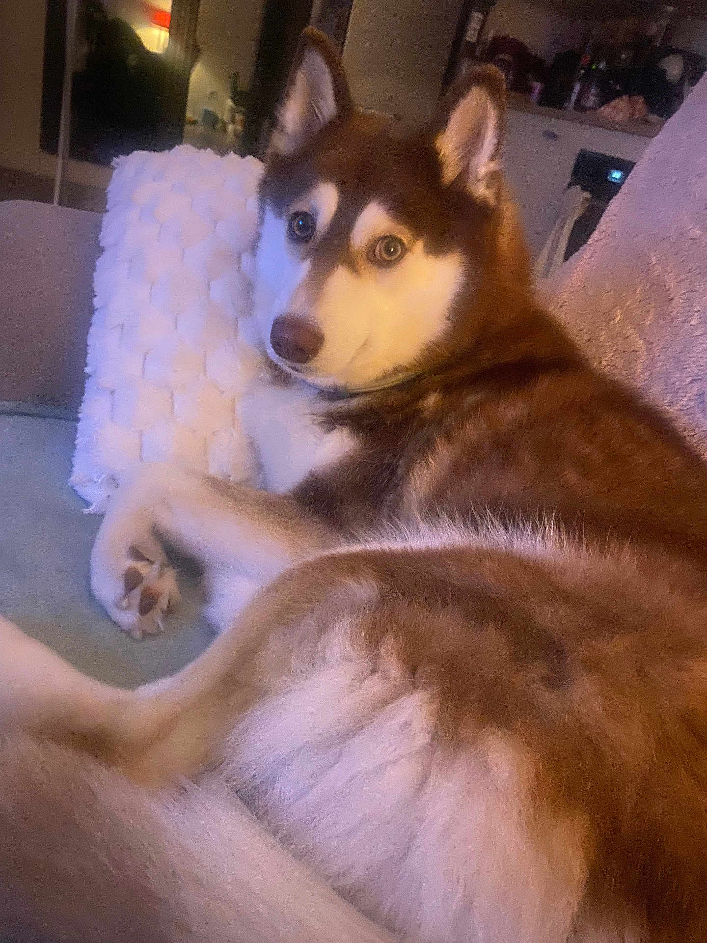 Univers participe au concours pour gagner de l'argent avec cette photo : husky, dog, pet, couch, pillow, indoor, fur, animal, looking_back, relaxed, home, cozy, mammal, ears, paw, furniture, living_room, brown, white, companion