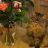 Chanel a rejoint le concours — aidez-le/la à gagner de superbes lots ! cat, fluffy_cat, table, wooden_table, vase, flowers, bouquet, glass_vase, indoor, plant, green_leaves, pink_roses, red_flower, light, furniture, pet, domestic_cat, fur, sitting, curious