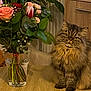 cat, fluffy_cat, table, wooden_table, vase, flowers, bouquet, glass_vase, indoor, plant, green_leaves, pink_roses, red_flower, light, furniture, pet, domestic_cat, fur, sitting, curious