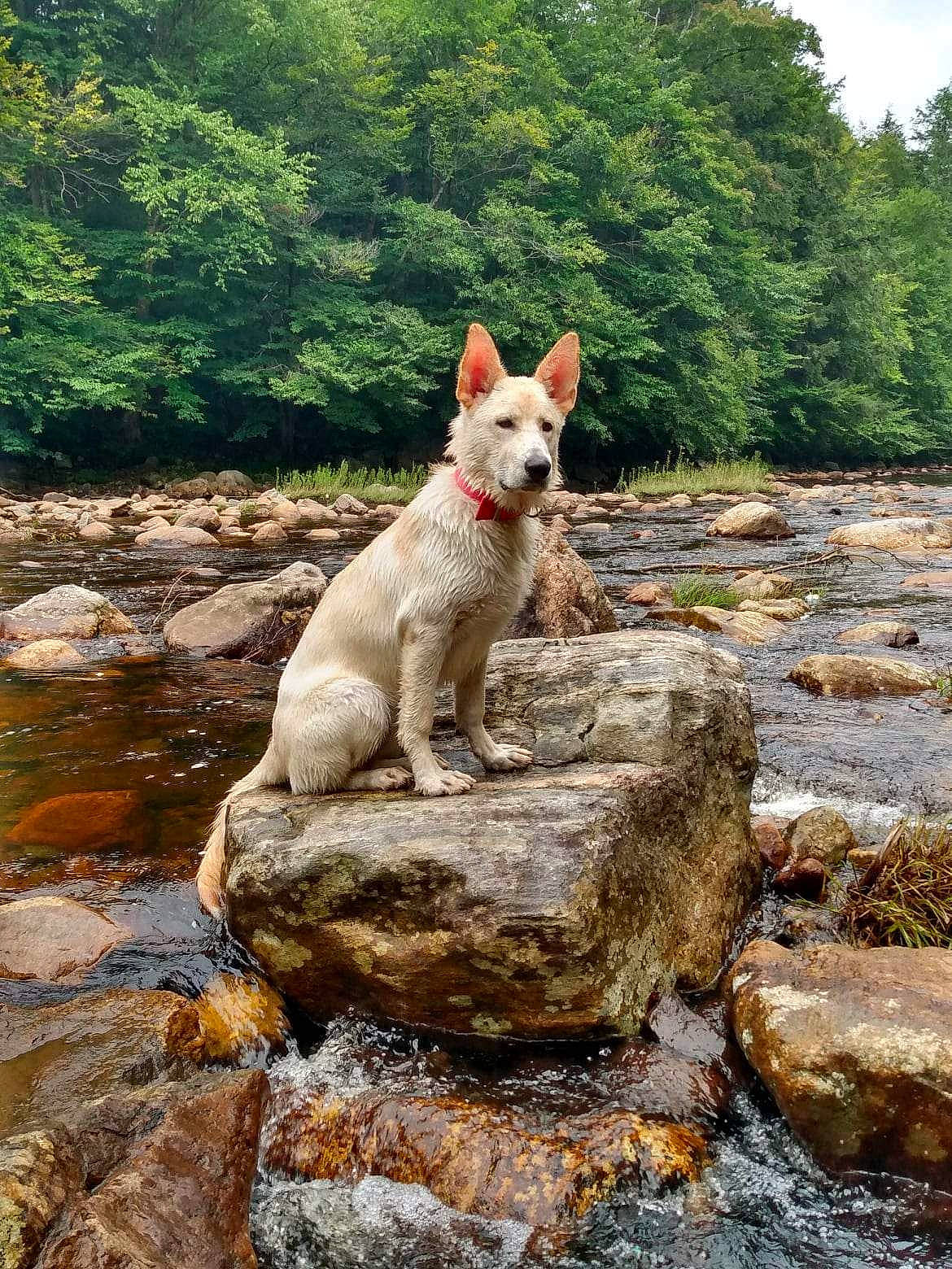 Amara joined the competition — help win amazing prizes! adventure, bedrock, canidae, carnivore, companion_dog, dog, dog_breed, fawn, grass, landscape, natural_landscape, plant, rock, sky, sporting_group, tail, tree, walking, water, wood