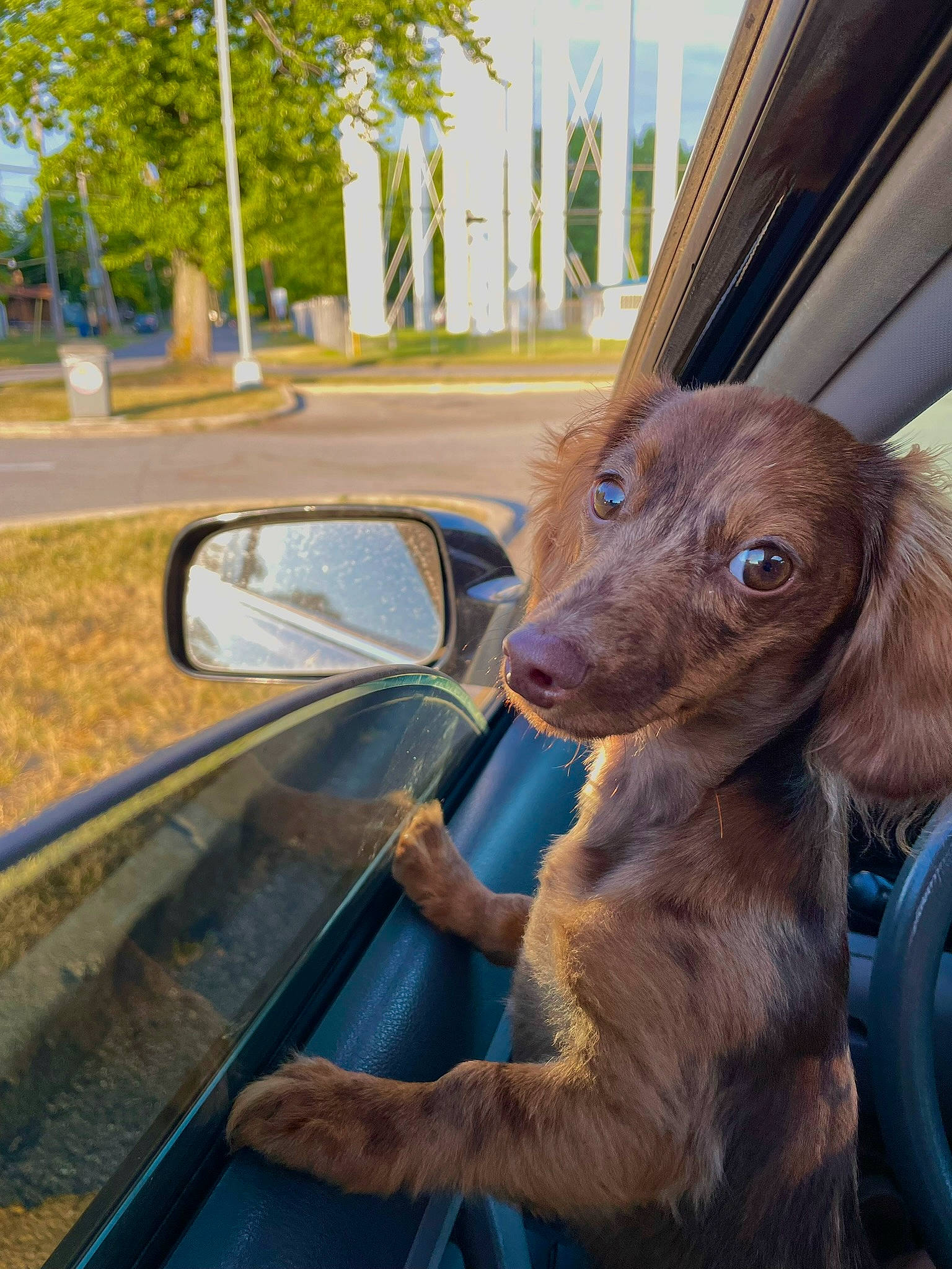 Pipita is registered to the contest to win money with this photo: automotive_exterior, automotive_lighting, automotive_mirror, automotive_side_view_mirror, car, carnivore, companion_dog, dog, dog_breed, fawn, liver, mirror, mode_of_transport, motor_vehicle, plant, rear_view_mirror, tints_and_shades, tree, vehicle, vehicle_door