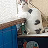 Naruto participe au concours pour gagner de l'argent avec cette photo : abyssinian, animal, architecture, box, building, cat, closet, cupboard, drawer, flower, furniture, kitten, manx, pet, plant, plywood, rose, shelf, wall, wood