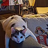 cat, white_cat, gray_spots, lounging, couch, pillow, anime_character, straw_hat, red_jacket, living_room, tablecloth, stacked_boxes, indoor, cozy, curious, wide_eyes, feline, pet, relaxed, home_decor