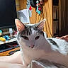 Naruto a rejoint le concours — aidez-le/la à gagner de superbes lots ! cat, indoor, person, lap, computer_monitor, desk, figurine, toy, papers, keyboard, hand, white_cat, gray_cat, electronics, cable, wooden_furniture, relaxed, pet, closeup, cozy