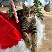 Simba participe au concours pour gagner de l'argent avec cette photo : cat, tabby, christmas_tree, candy_cane, ornament, red_tree_skirt, white_fur_trim, wooden_floor, holiday, festive, pet, animal, relaxed, paws, green_eyes, striped_fur, indoor, decorations, closeup, cute