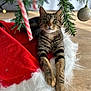 cat, tabby, christmas_tree, candy_cane, ornament, red_tree_skirt, white_fur_trim, wooden_floor, holiday, festive, pet, animal, relaxed, paws, green_eyes, striped_fur, indoor, decorations, closeup, cute
