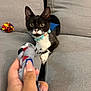 Figaro joined the competition — help win amazing prizes! kitten, black_and_white, cat, collar, toy, hand, nails, couch, gray, fur, whiskers, curious, indoor, pet, playing, closeup, focus, animal, paw, background