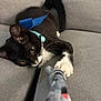 Figaro is registered to the contest to win money with this photo: kitten, cat, black_and_white, blue_collar, ribbon, toy, couch, gray, fabric, paw, whiskers, playful, pet, indoor, feline, closeup, relaxed, cute, animal, young