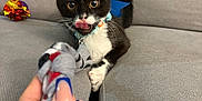 Figaro is registered to the contest to win money with this photo: kitten, cat, tuxedo_cat, playful, toy, sock, hand, nails, couch, grey_fabric, wide_eyes, tongue_out, pet, indoor, cute, collar, feline, animal, person, background_object
