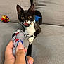 kitten, cat, tuxedo_cat, playful, toy, sock, hand, nails, couch, grey_fabric, wide_eyes, tongue_out, pet, indoor, cute, collar, feline, animal, person, background_object