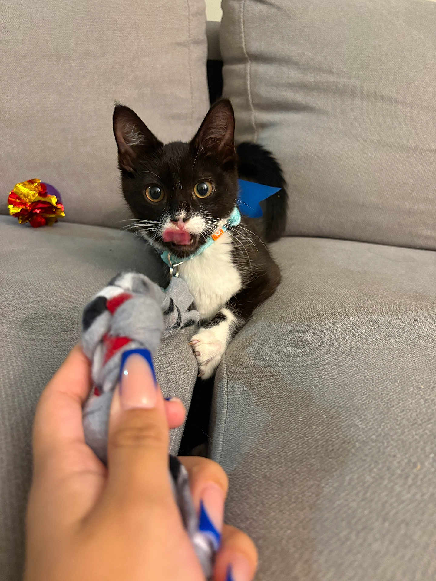 Figaro