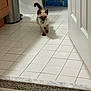 Jar Jar Binks is registered to the contest to win money with this photo: kitten, cat, siamese, indoor, floor, tile, collar, pet, animal, small, walking, curious, home, bathroom, carpet, door, box, coconut_water, shadow, light