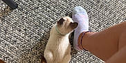 Jar Jar Binks is registered to the contest to win money with this photo: kitten, cat, siamese_cat, pet, sock, foot, leg, rug, patterned_rug, wooden_floor, chair_leg, collar, indoor, floor, animal, cute, small, feline, domestic_animal, cozy