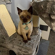 Jar Jar Binks is registered to the contest to win money with this photo: kitten, cat, siamese, cat_tree, scratching_post, plush, indoor, pet, feline, collar, tag, cute, young, animal, curious, playful, sitting, gray, soft, home
