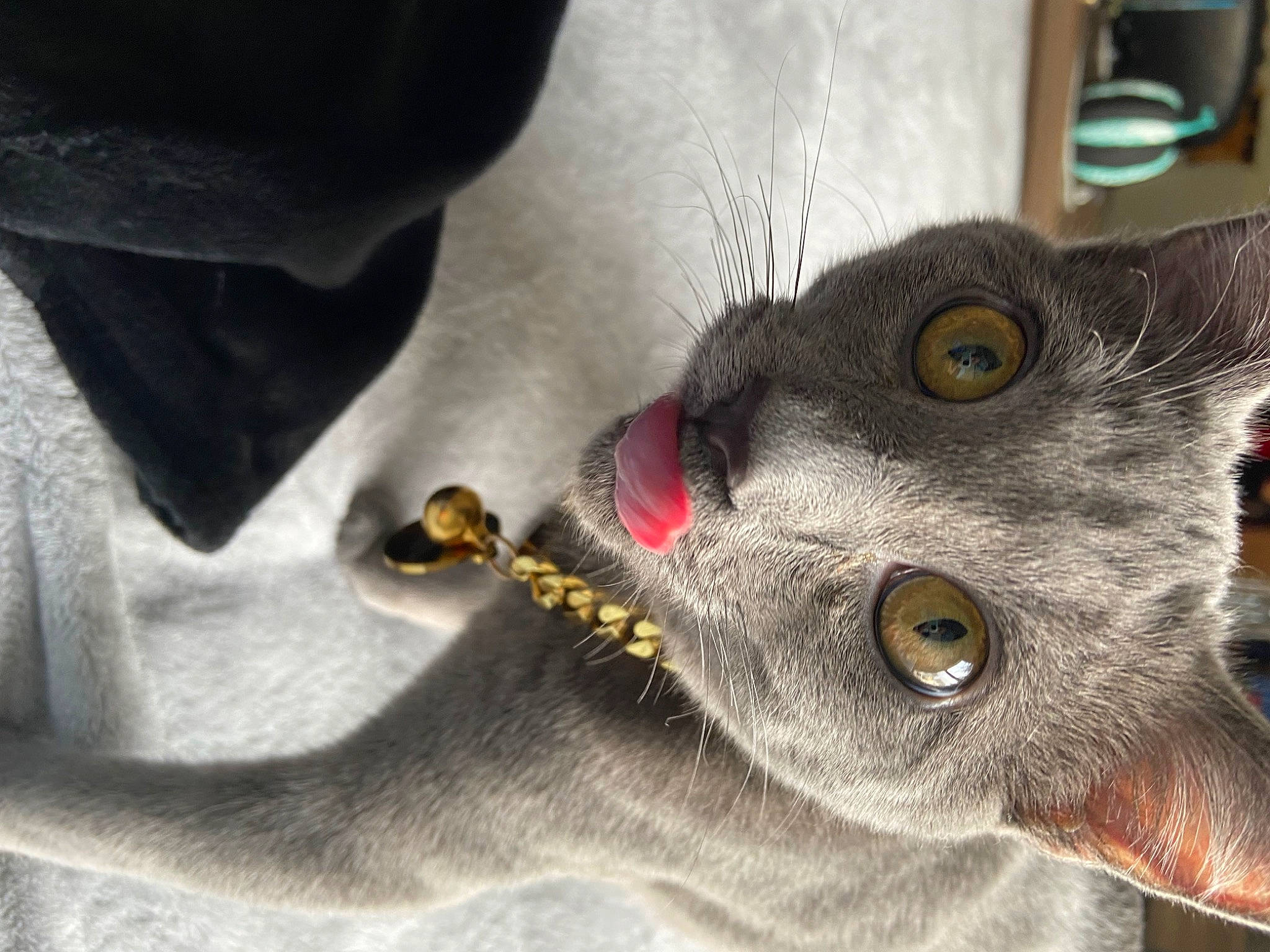 Brick is registered to the contest to win money with this photo: carmine, carnivore, cat, domestic_short_haired_cat, ear, eye, eyelash, fang, felidae, fur, grey, small_to_medium_sized_cats, snout, whiskers