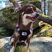 Nuts participe au concours pour gagner de l'argent avec cette photo : dog, small_dog, canine, harness, outdoor, forest, rock, moss, tree, sunlight, nature, animal, pet, brown_dog, happy, sitting, closeup, daylight, wildlife, scenery