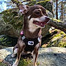 dog, small_dog, canine, harness, outdoor, forest, rock, moss, tree, sunlight, nature, animal, pet, brown_dog, happy, sitting, closeup, daylight, wildlife, scenery