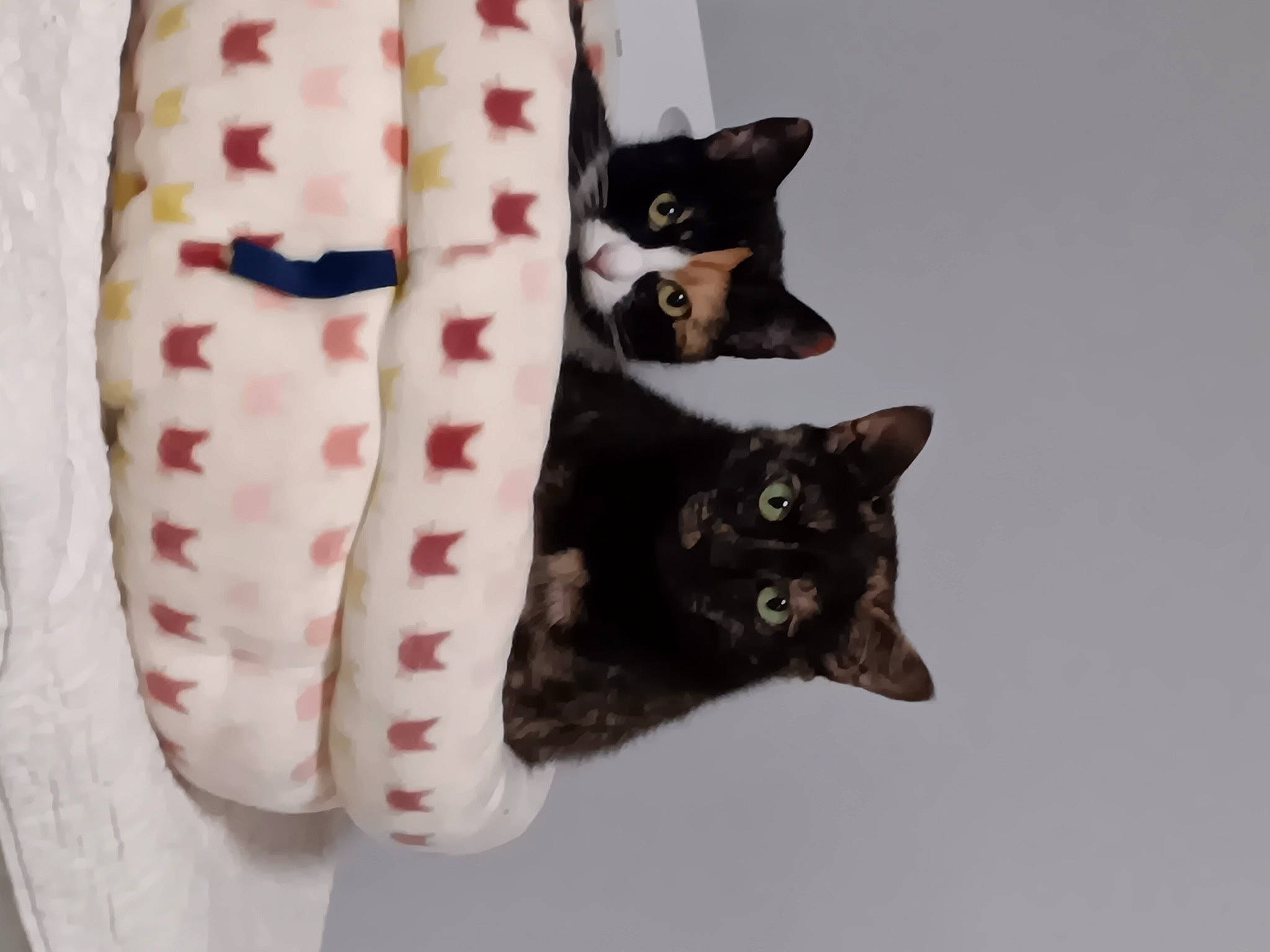 Zandra joined the competition — help win amazing prizes! black_cat, bombay, carmine, carnivore, cat, cat_supply, claw, comfort, domestic_short_haired_cat, felidae, foot, fur, linens, pattern, paw, small_to_medium_sized_cats, snout, tail, terrestrial_animal, whiskers