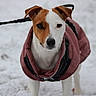 brown_and_white, canine, coat, cute, dog, ears, eyes, front_legs, furry, jack_russell, jacket, leash, looking_at_camera, nose, outdoor, pet, portrait, snow, whiskers, winter