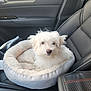 dog, pet_bed, car_interior, leather_seat, white_fur, fluffy, small_dog, seat_belt, car_door, cup_holder, curious, animal, domestic_animal, companion, cute, cozy, transportation, travel, indoor, resting