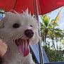 Pearl is registered to the contest to win money with this photo: dog, white_dog, tongue_out, happy, pet, outdoor, red_umbrella, palm_trees, tropical, sunny, nature, summer, closeup, animal, canine, fur, leisure, vacation, smiling, relaxation