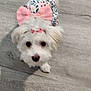 Pearl is registered to the contest to win money with this photo: puppy, dog, white, bow, dress, fluffy, pet, cute, indoor, floor, small, animal, looking_up, adorable, canine, young, domestic_animal, pink_bow, clothing, playful