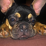 Luna is registered to the contest to win money with this photo: animal, brown, canine, close_up, cute, dog, ears, face, french_bulldog, fur, indoor, muzzle, napping, paws, pet, portrait, relaxed, resting, sleepy, whiskers