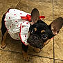 Luna joined the competition — help win amazing prizes! adorable, animal, closeup, curious, cute, dog, dress, ears, floor, french_bulldog, indoors, looking_up, pet, puppy, red_bow, red_hearts, small, standing, tile_floor, white_dress