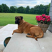 Ngie a rejoint le concours — aidez-le/la à gagner de superbes lots ! dog, brown_dog, outdoor, patio, flower_basket, pink_flowers, grass, field, trees, sky, cloudy, tile_floor, wicker, pet, canine, relaxed, nature, garden, summer, daytime