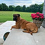 dog, brown_dog, outdoor, patio, flower_basket, pink_flowers, grass, field, trees, sky, cloudy, tile_floor, wicker, pet, canine, relaxed, nature, garden, summer, daytime