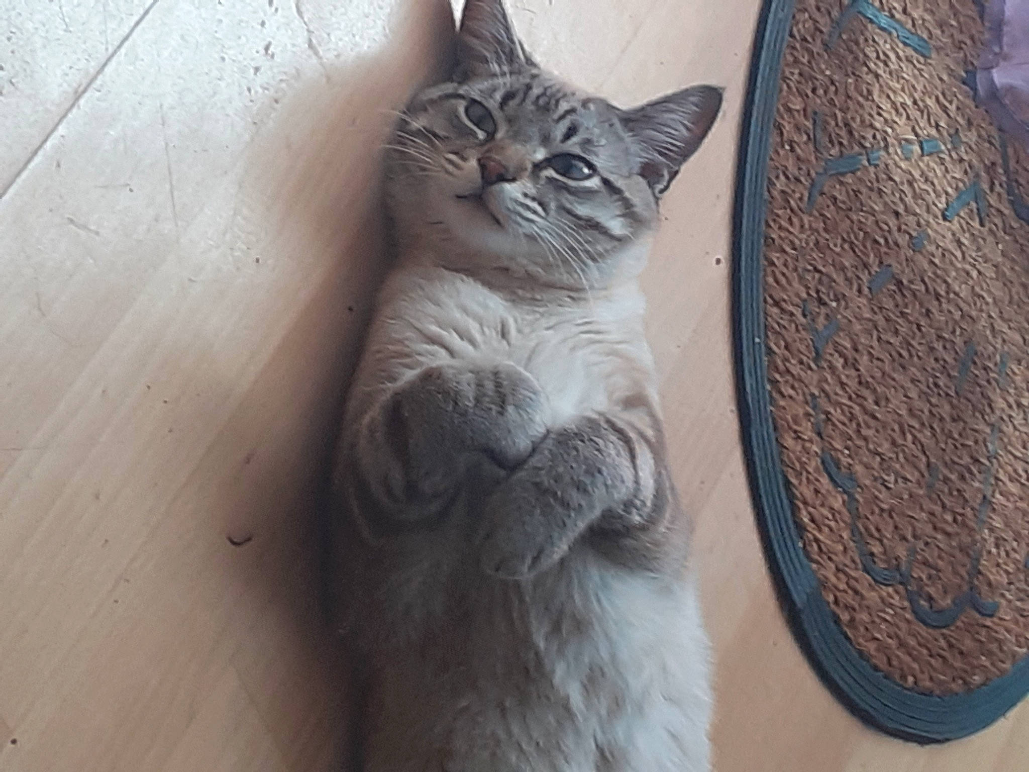 Griboulle participe au concours pour gagner de l'argent avec cette photo : automotive_tire, carnivore, cat, comfort, domestic_short_haired_cat, door, fawn, felidae, flooring, fur, grey, hardwood, paw, small_to_medium_sized_cats, snout, tail, tree, whiskers, window, wood