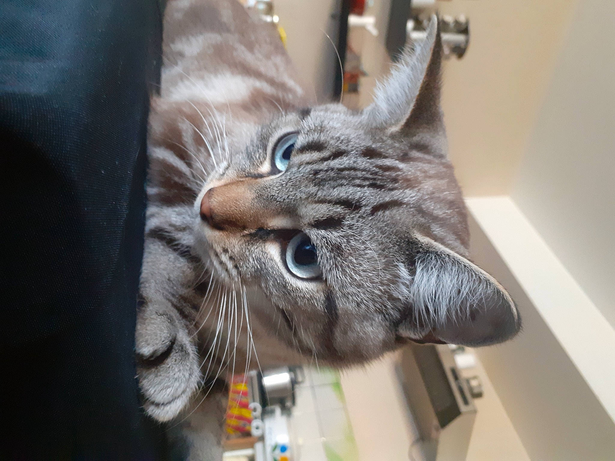 Griboulle a rejoint le concours — aidez-le/la à gagner de superbes lots ! carnivore, cat, claw, domestic_short_haired_cat, ear, felidae, fur, gesture, metal, small_to_medium_sized_cats, snout, tail, whiskers, window, wood