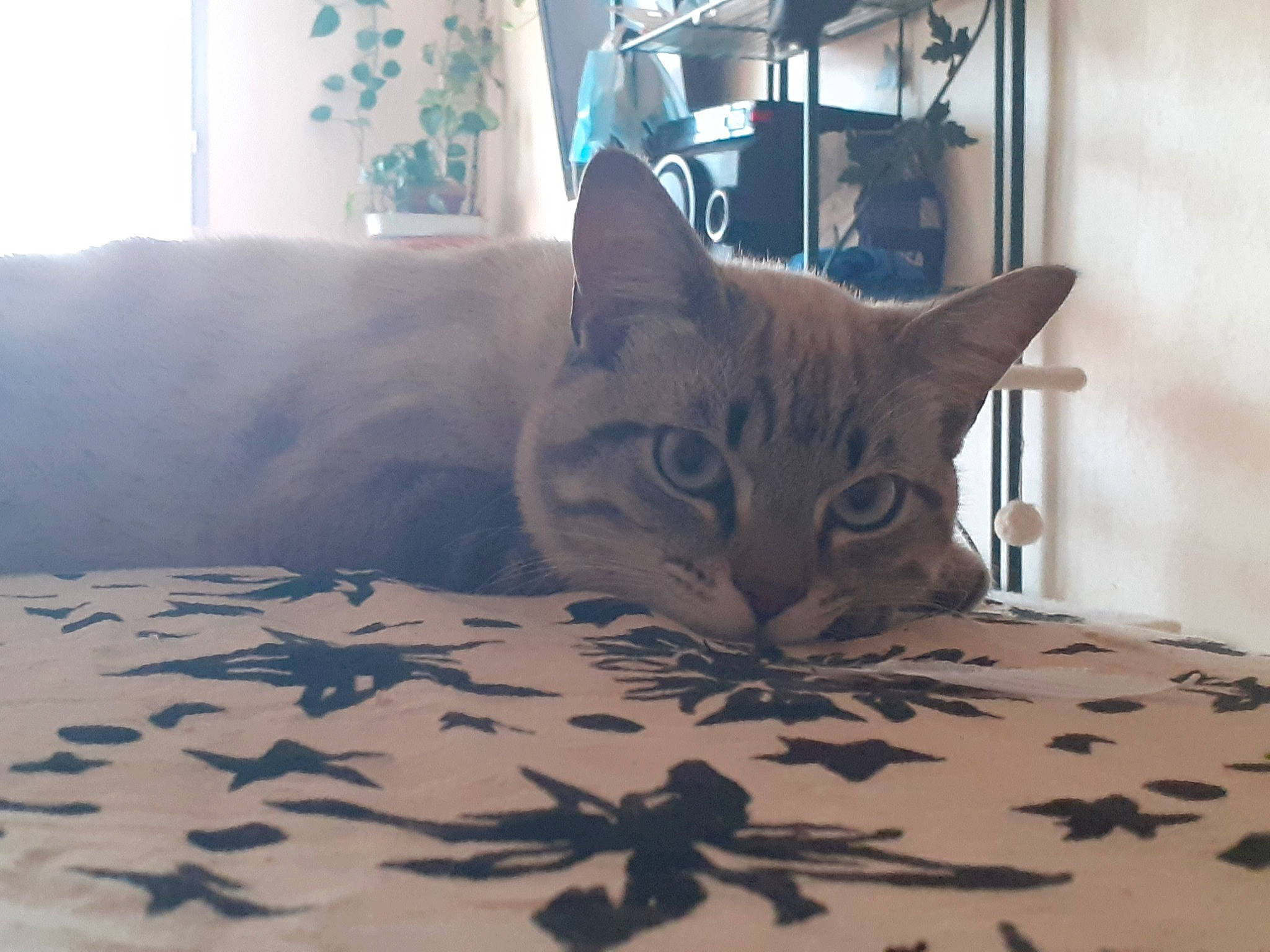 Griboulle participe au concours pour gagner de l'argent avec cette photo : bed, bedding, carnivore, cat, comfort, couch, felidae, floor, flooring, furniture, hardwood, linens, picture_frame, small_to_medium_sized_cats, tail, textile, tree, whiskers, window, wood