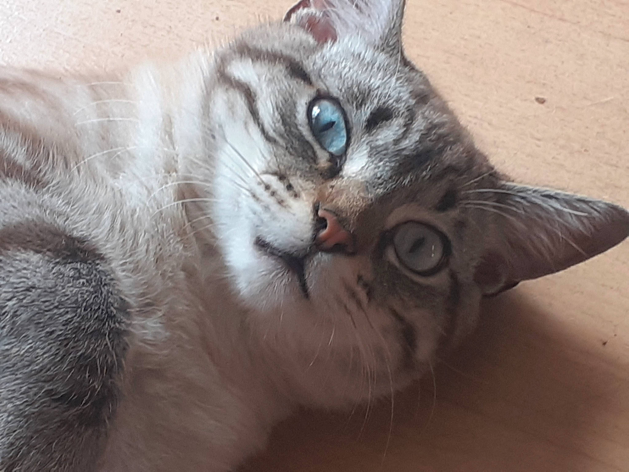 Griboulle a rejoint le concours — aidez-le/la à gagner de superbes lots ! carnivore, cat, claw, comfort, domestic_short_haired_cat, fawn, felidae, fur, grey, paw, photo_caption, small_to_medium_sized_cats, snout, tail, terrestrial_animal, whiskers, wildlife, window, wood