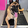dog, belgian_malinois, pet, animal, tongue_out, veterinary, exam_table, indoor, floor_tiles, door, pink, gray_wall, towel, chain_leash, collar, paw, happy, pet_care, clinic, shoe