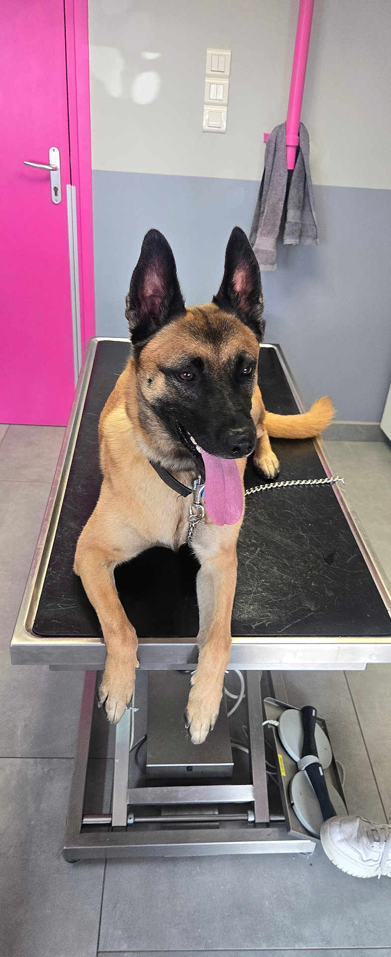 Paco participe au concours pour gagner de l'argent avec cette photo : dog, belgian_malinois, pet, animal, tongue_out, veterinary, exam_table, indoor, floor_tiles, door, pink, gray_wall, towel, chain_leash, collar, paw, happy, pet_care, clinic, shoe