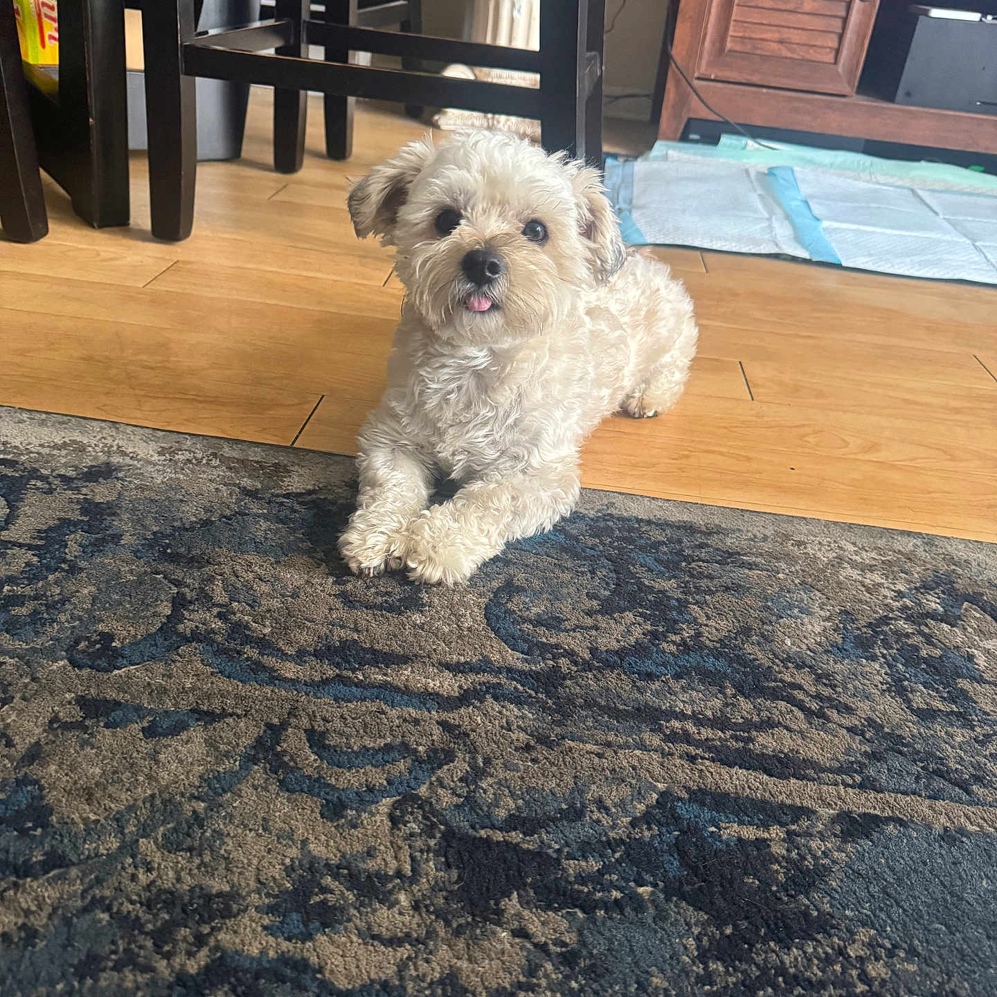 Peanut is registered to the contest to win money with this photo: animal, cabinet, carpet, chair, cozy, curly_fur, cute, dog, domestic, floor_mat, furniture, home, indoor, light, living_room, pet, relaxed, small_dog, tongue_out, wood_floor