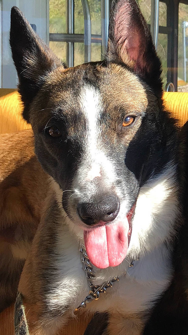 Bandit participe au concours pour gagner de l'argent avec cette photo : canidae, carnivore, dog, dog_breed, feist, formosan_mountain_dog, ibizan_hound, koolie, mammal, mcnab, rare_breed_dog, snout, vertebrate, whiskers