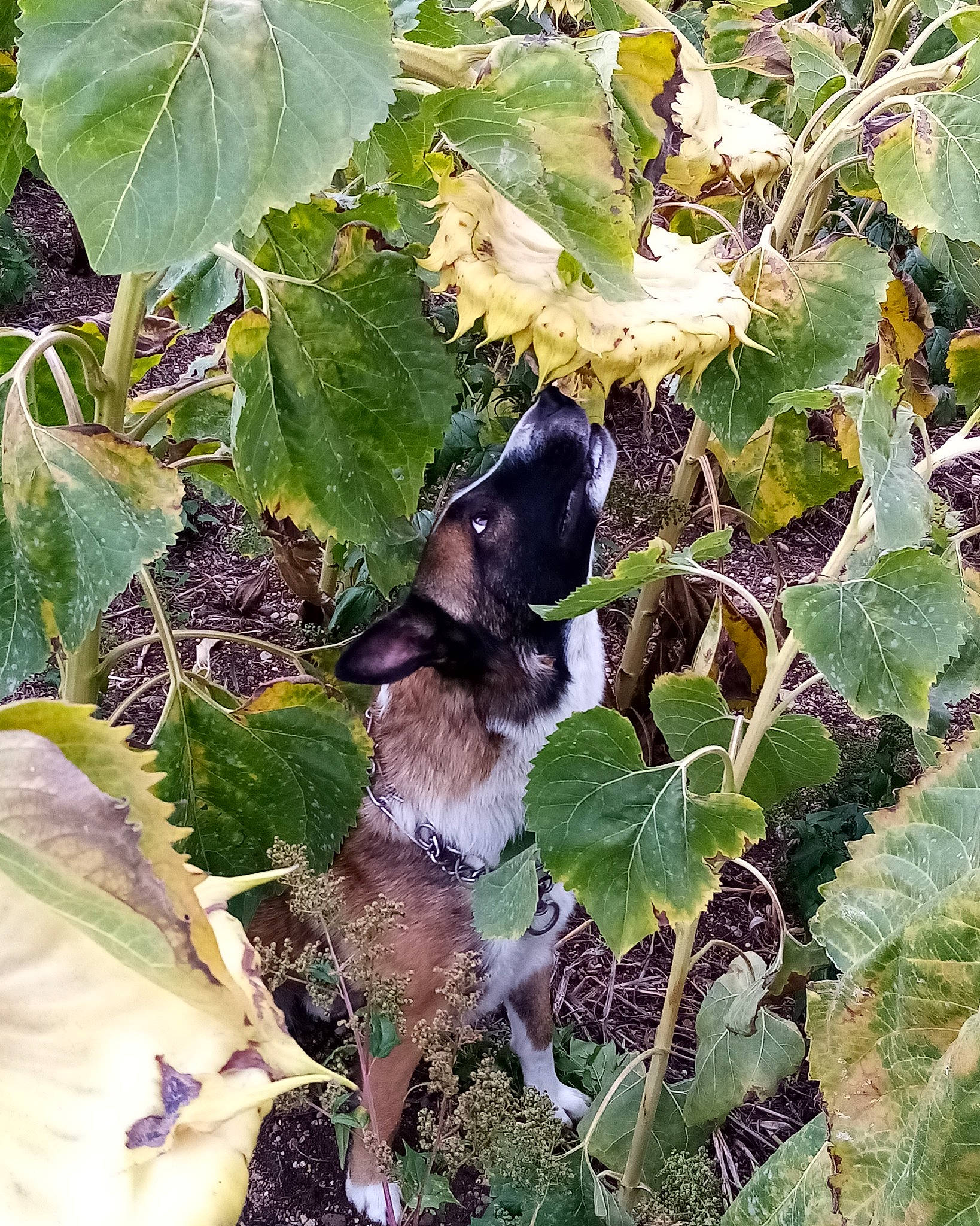 Bandit a rejoint le concours — aidez-le/la à gagner de superbes lots ! canidae, flower, ivy, leaf, plant, shrub, vine, vitis