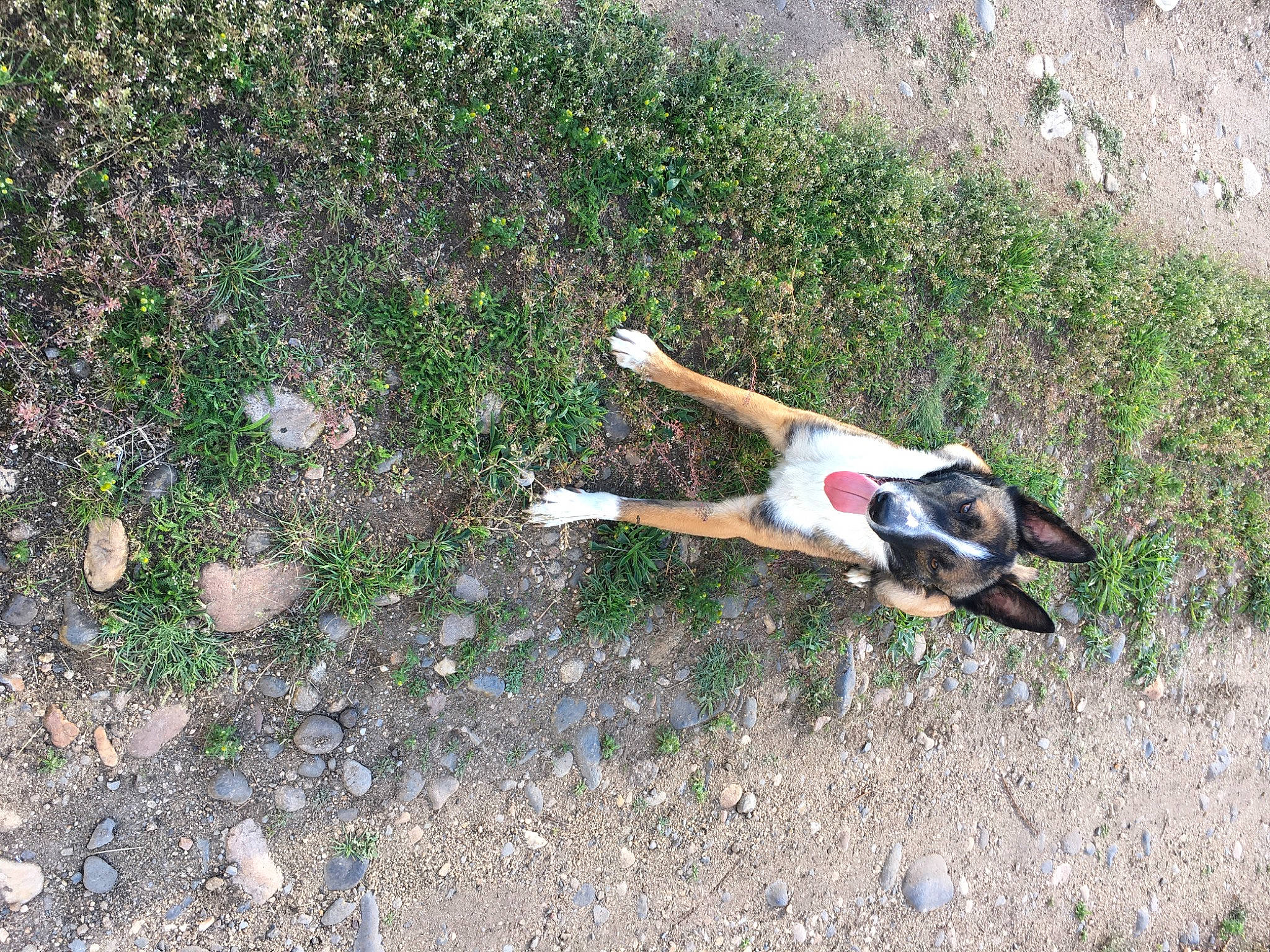 Bandit participe au concours pour gagner de l'argent avec cette photo : canidae, carnivore, dog, dog_breed, fawn, tail, treeing_feist