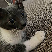 Mimmy is registered to the contest to win money with this photo: cat, kitten, gray, white, whiskers, paw, couch, texture, closeup, pet, indoor, curious, feline, animal, young, cute, fur, wide_eyes, resting