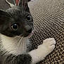 cat, kitten, gray, white, whiskers, paw, couch, texture, closeup, pet, indoor, curious, feline, animal, young, cute, fur, wide_eyes, resting